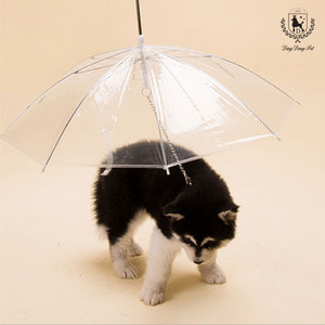 딩동펫 반려동물 강아지 산책용 우산
